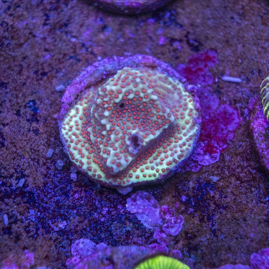 WYSIWYG Frag A14 - Aquamarine Aquaristic -