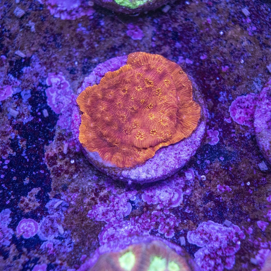 WYSIWYG Frag A18 - Aquamarine Aquaristic -