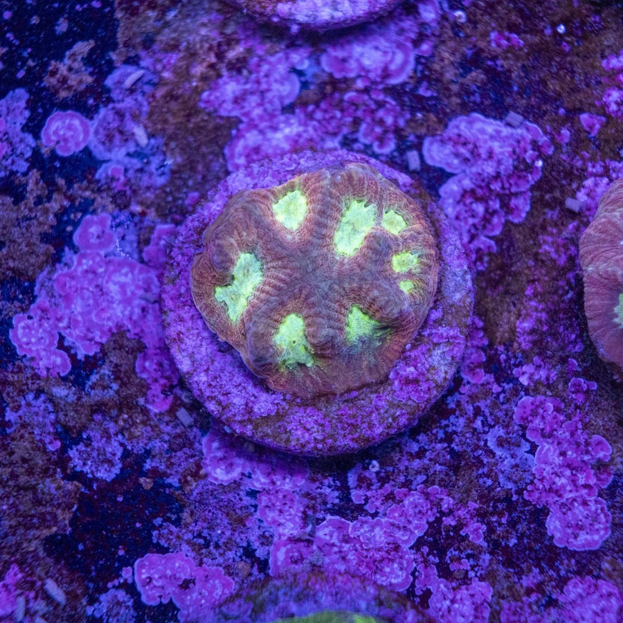 WYSIWYG Frag A19 - Aquamarine Aquaristic -