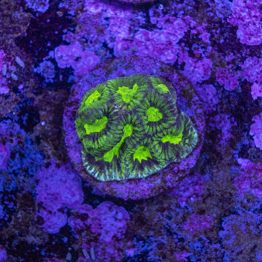 WYSIWYG Frag A20 - Aquamarine Aquaristic -