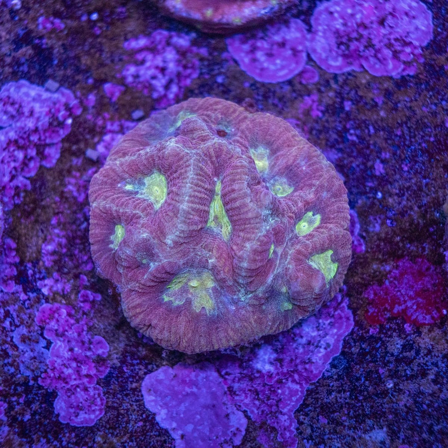 WYSIWYG Frag A21 - Aquamarine Aquaristic -