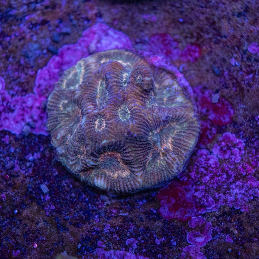 WYSIWYG Frag A23 - Aquamarine Aquaristic -
