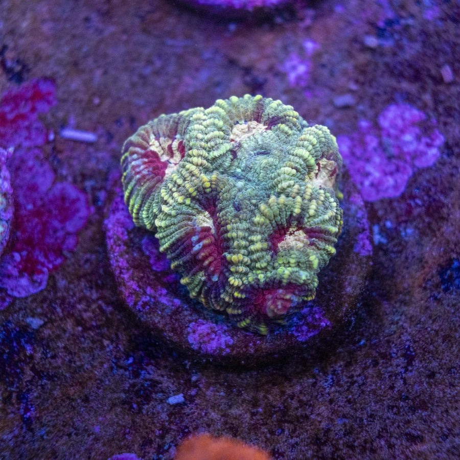 WYSIWYG Frag A25 - Aquamarine Aquaristic -