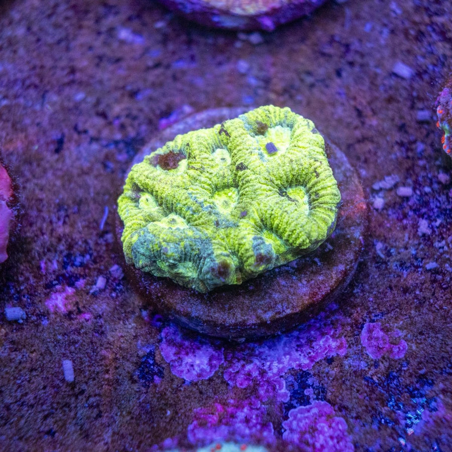 WYSIWYG Frag A27 - Aquamarine Aquaristic -