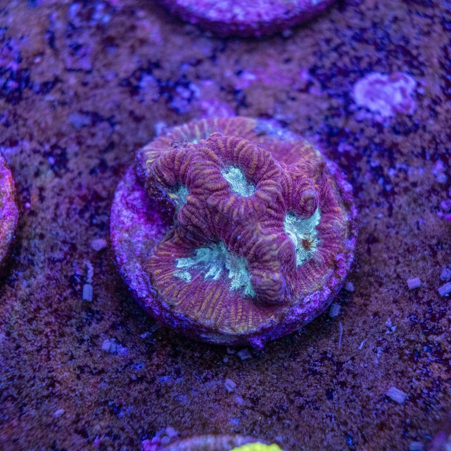WYSIWYG Frag A28 - Aquamarine Aquaristic -