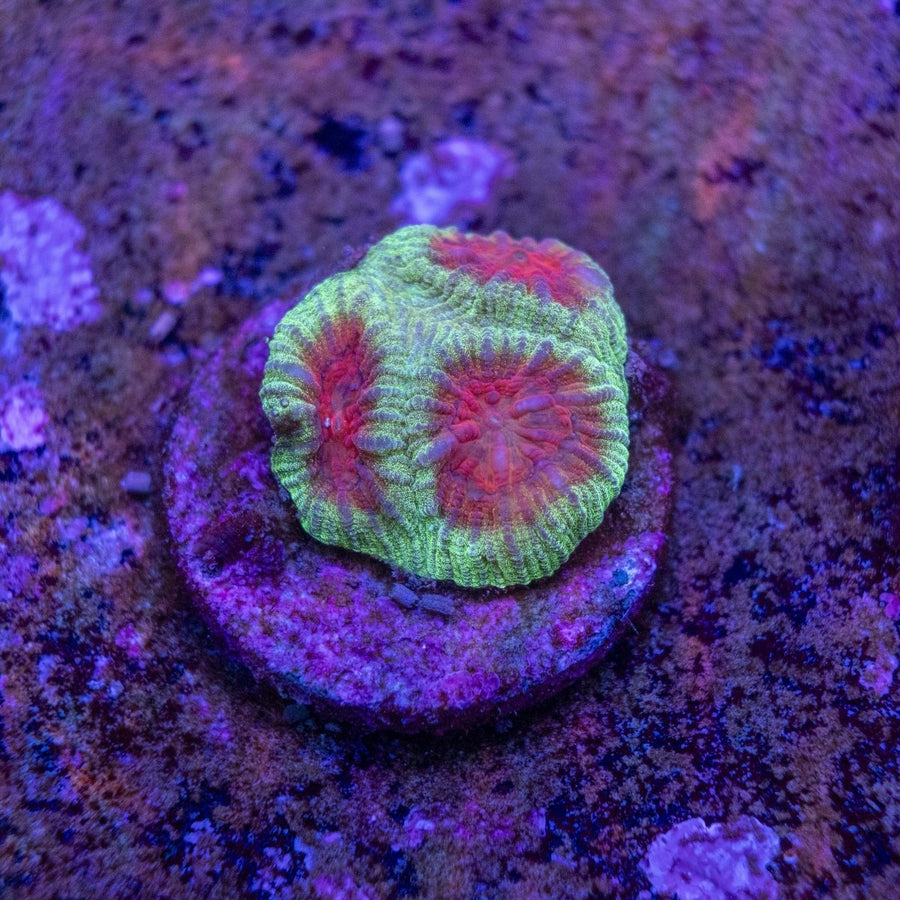 WYSIWYG Frag A29 - Aquamarine Aquaristic -