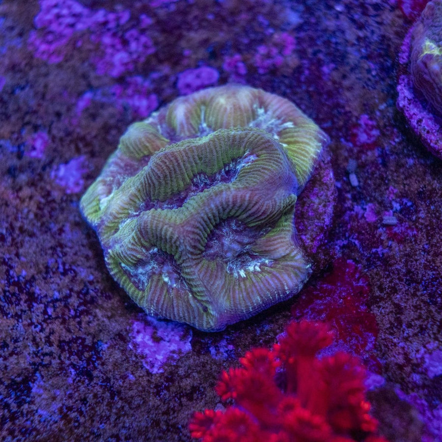 WYSIWYG Frag A30 - Aquamarine Aquaristic -