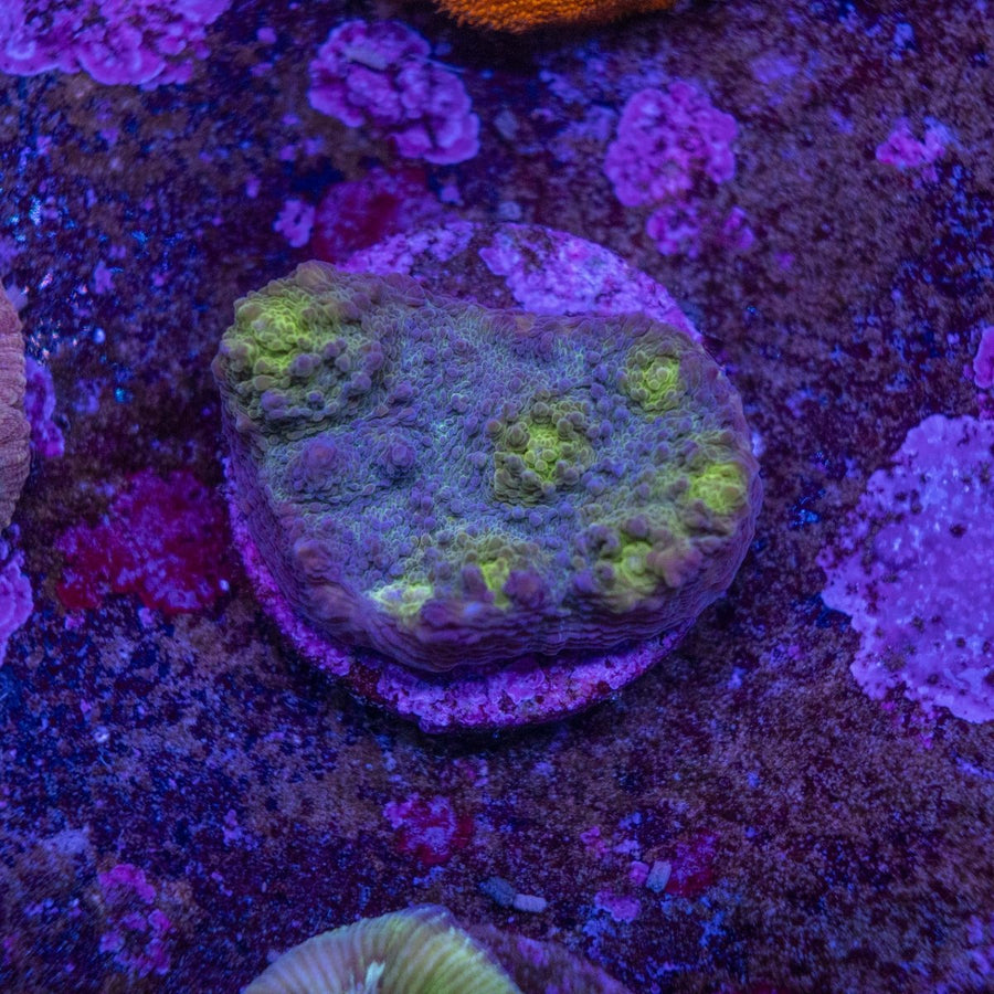 WYSIWYG Frag A31 - Aquamarine Aquaristic -