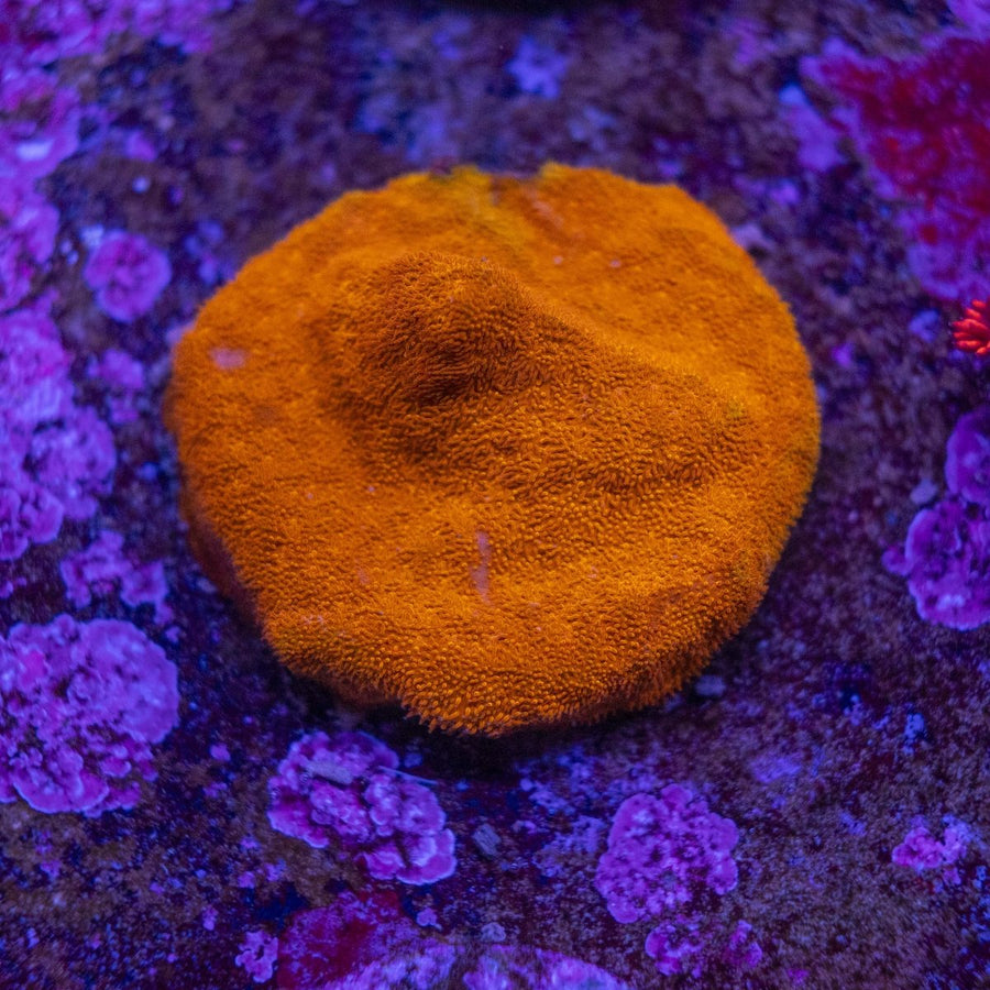 WYSIWYG Frag A32 - Aquamarine Aquaristic -