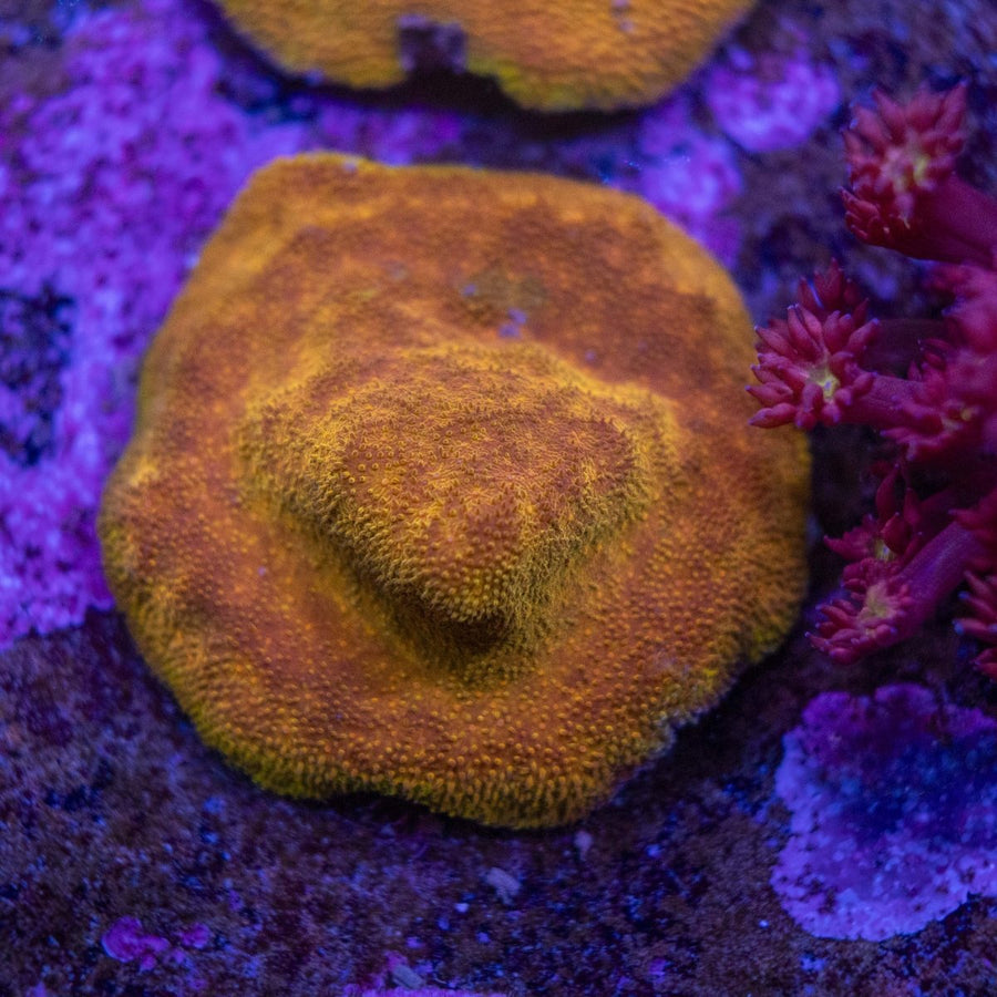 WYSIWYG Frag A33 - Aquamarine Aquaristic -