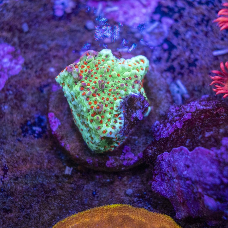 WYSIWYG Frag A35 - Aquamarine Aquaristic -