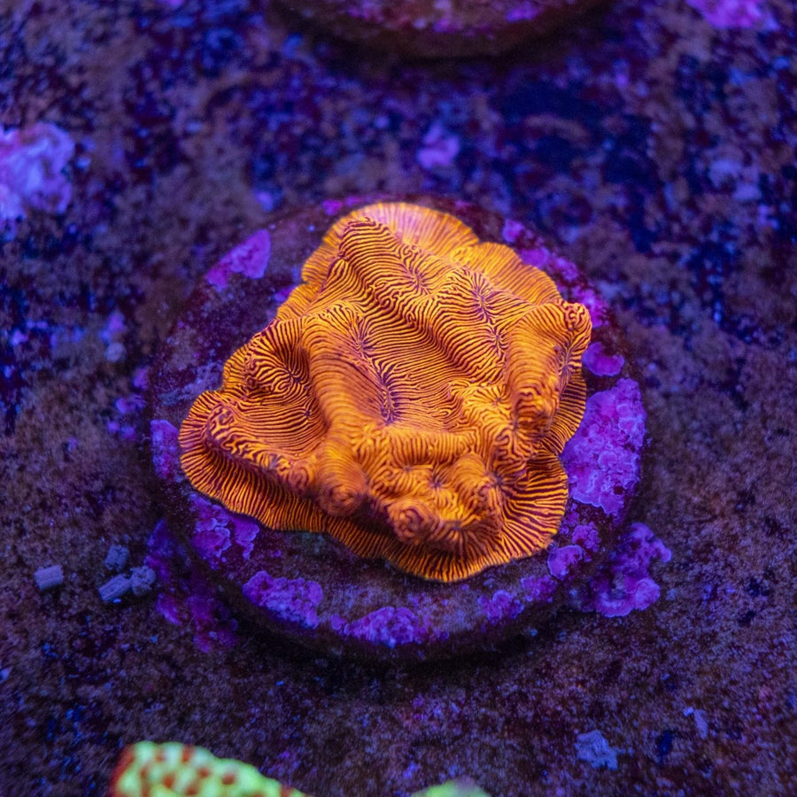 WYSIWYG Frag A37 - Aquamarine Aquaristic -