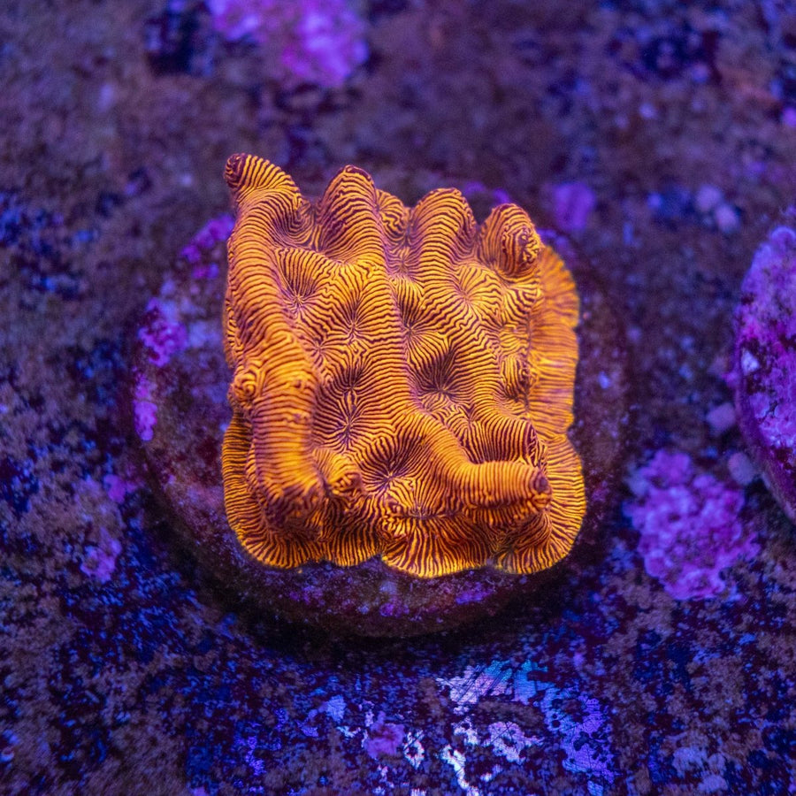 WYSIWYG Frag A38 - Aquamarine Aquaristic -