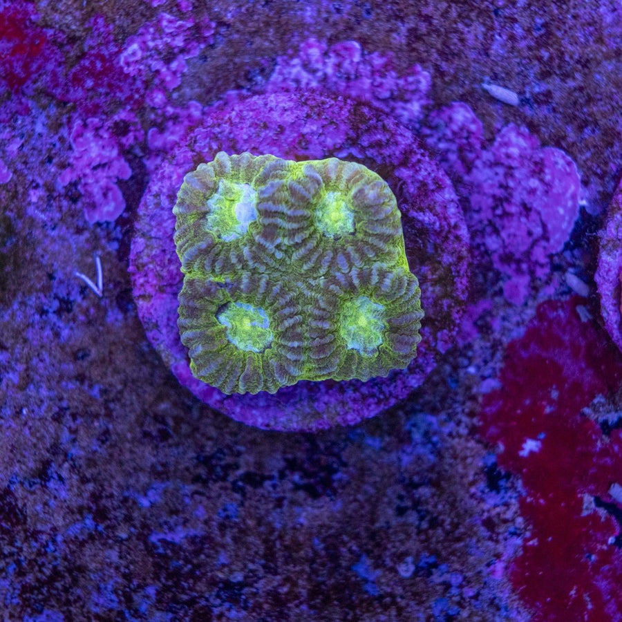 WYSIWYG Frag A39 - Aquamarine Aquaristic -