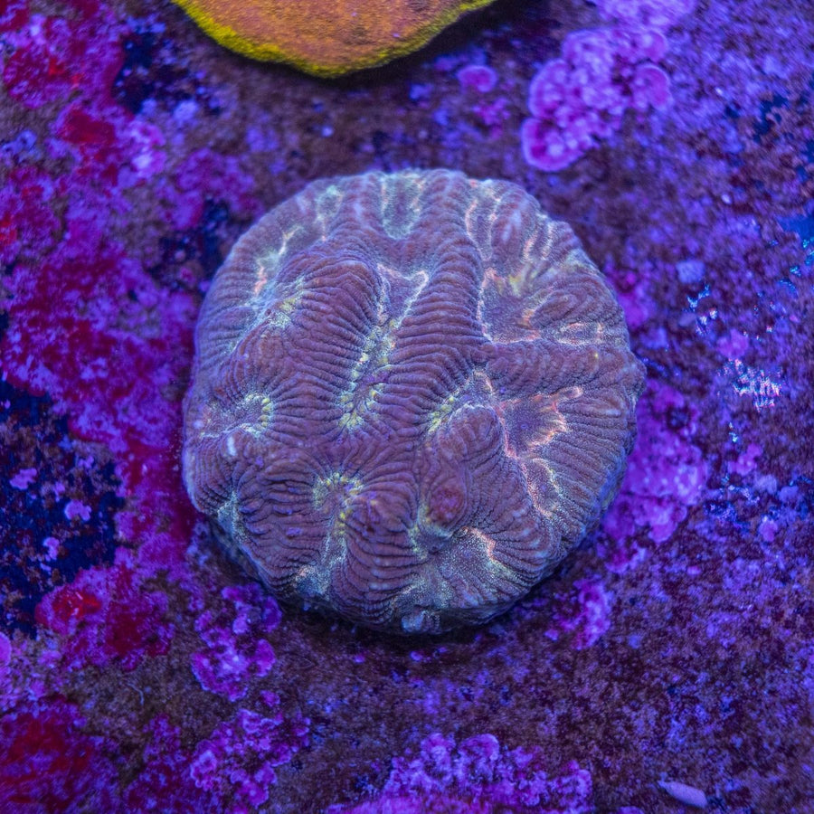 WYSIWYG Frag A40 - Aquamarine Aquaristic -
