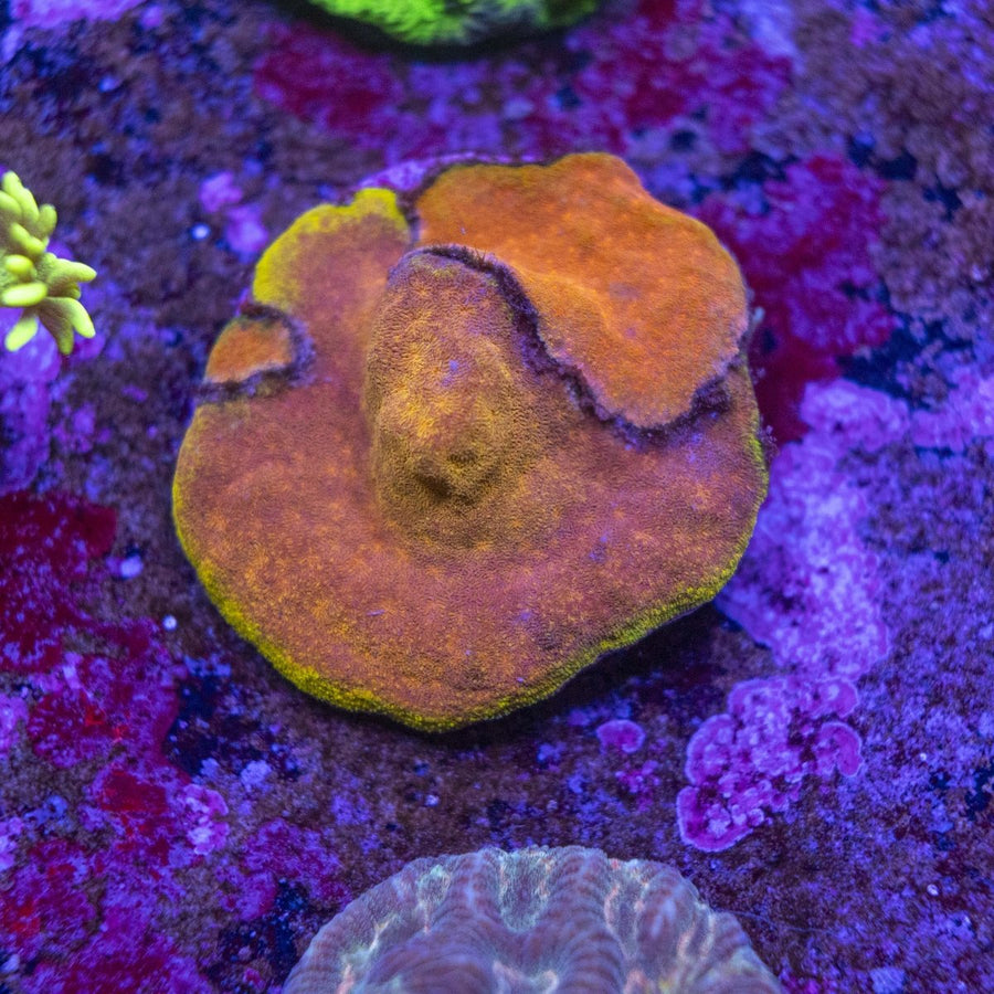 WYSIWYG Frag A41 - Aquamarine Aquaristic -