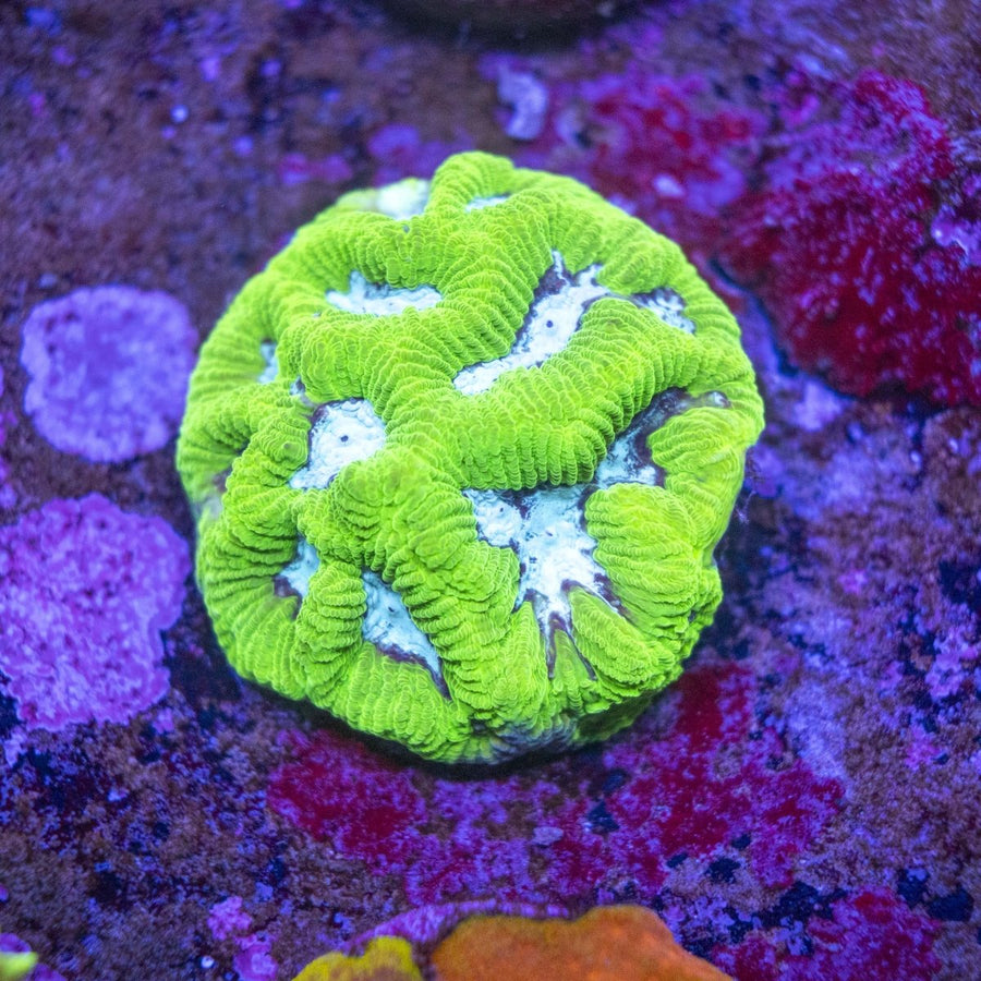 WYSIWYG Frag A42 - Aquamarine Aquaristic -