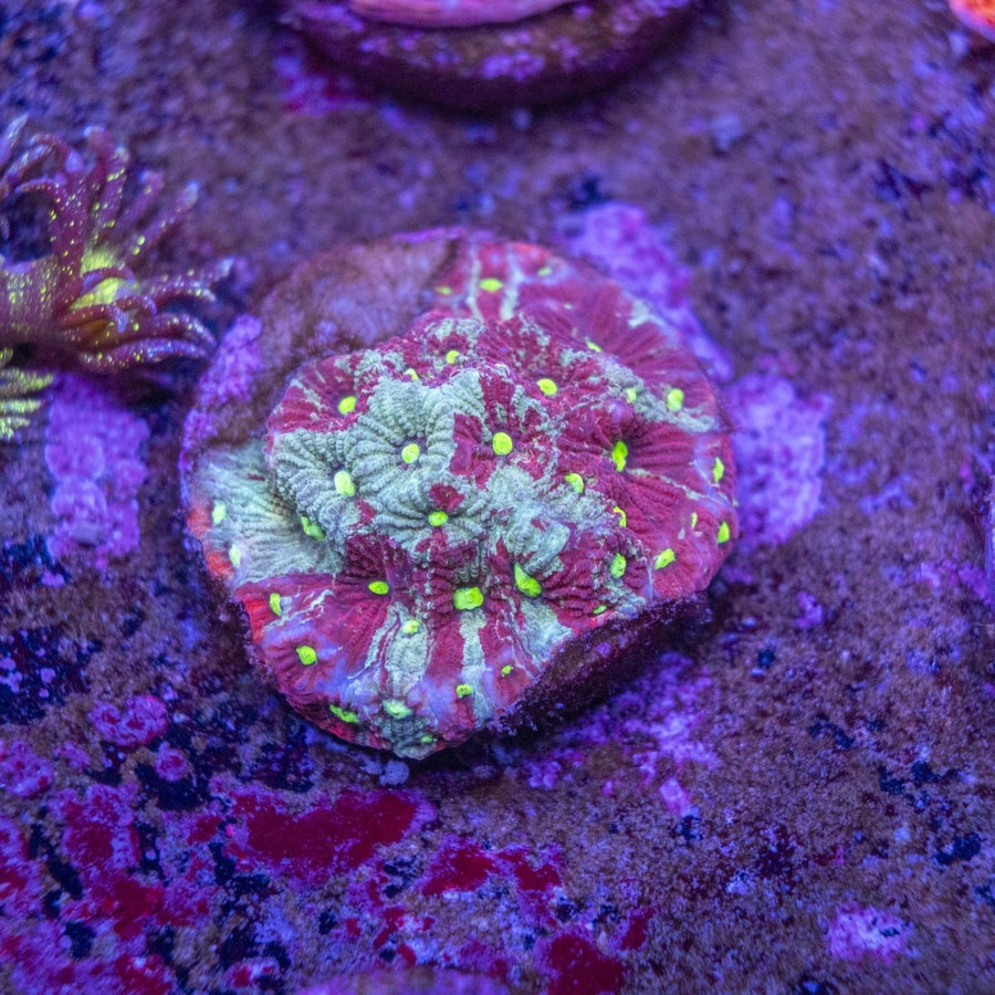 WYSIWYG Frag A44 - Aquamarine Aquaristic -