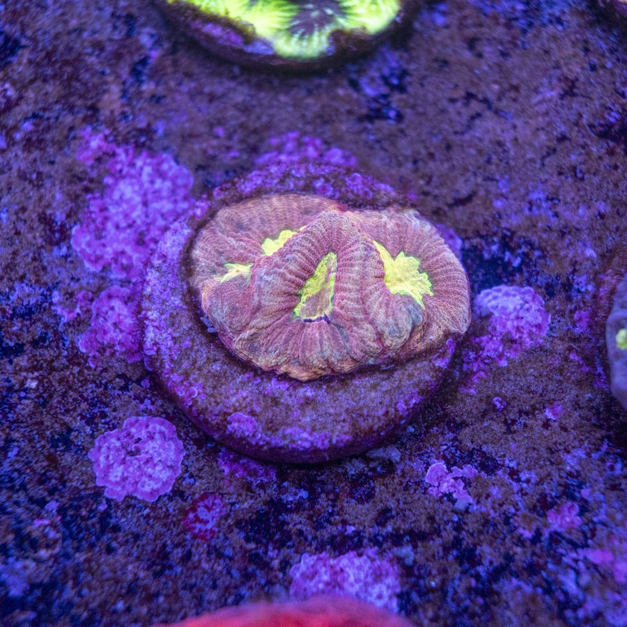 WYSIWYG Frag A46 - Aquamarine Aquaristic -