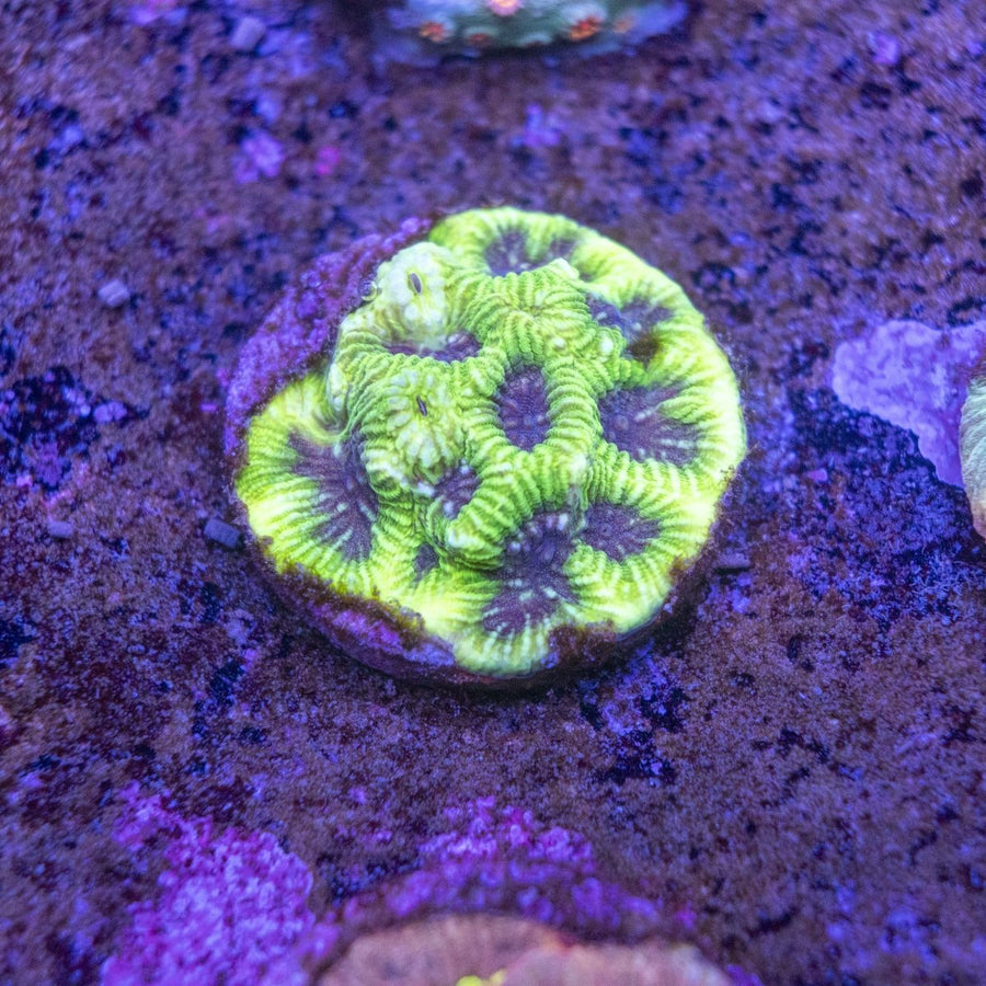 WYSIWYG Frag A47 - Aquamarine Aquaristic -
