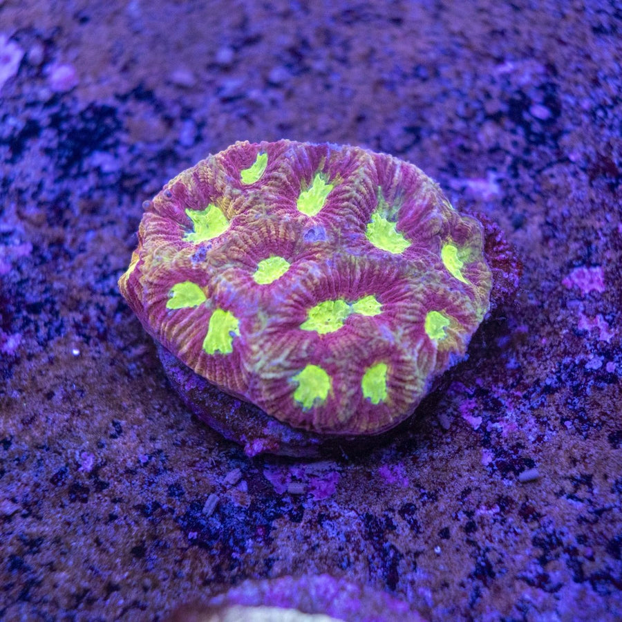 WYSIWYG Frag A49 - Aquamarine Aquaristic -