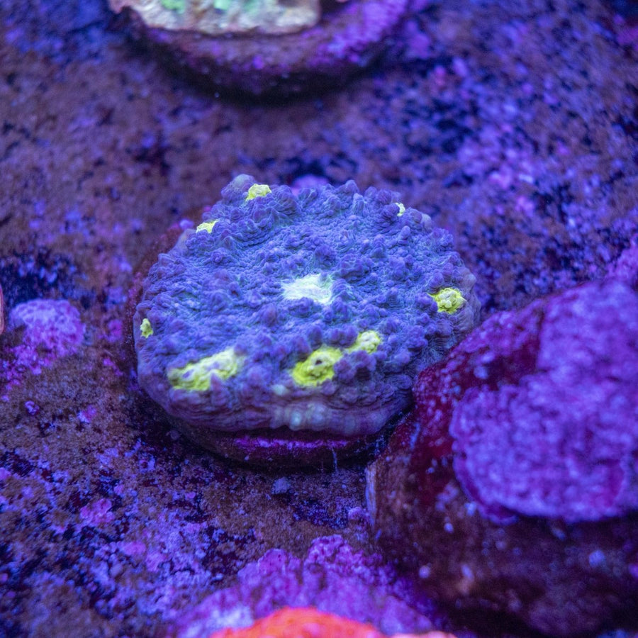 WYSIWYG Frag A50 - Aquamarine Aquaristic -