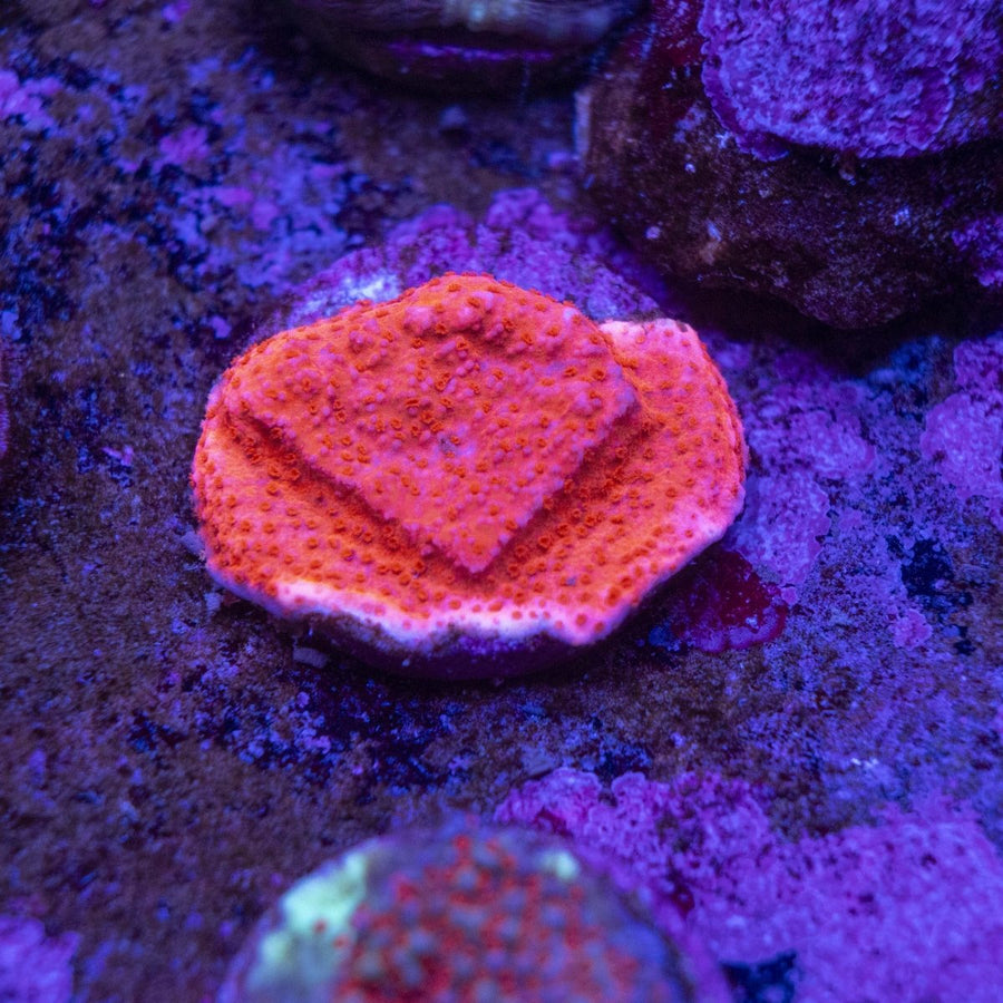 WYSIWYG Frag A52 - Aquamarine Aquaristic -