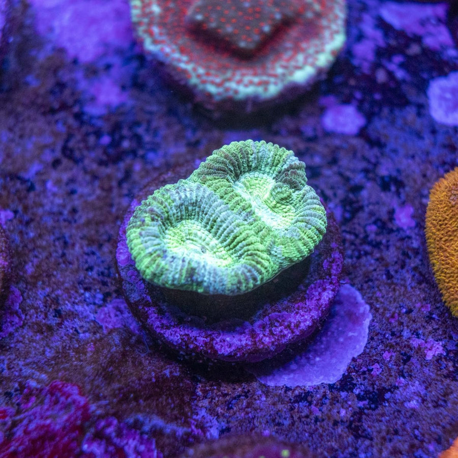WYSIWYG Frag A53 - Aquamarine Aquaristic -