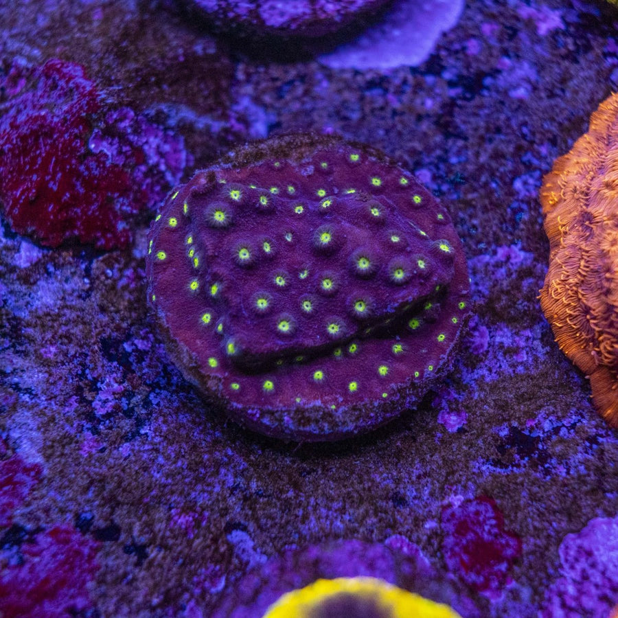 WYSIWYG Frag A54 - Aquamarine Aquaristic -