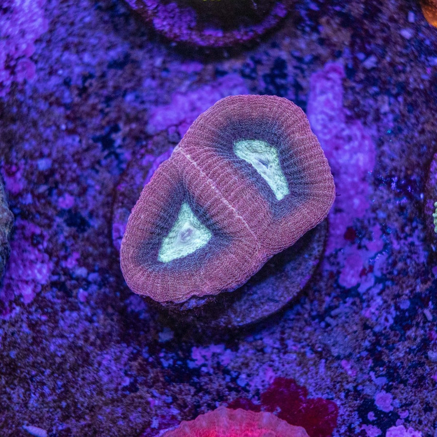 WYSIWYG Frag A56 - Aquamarine Aquaristic -