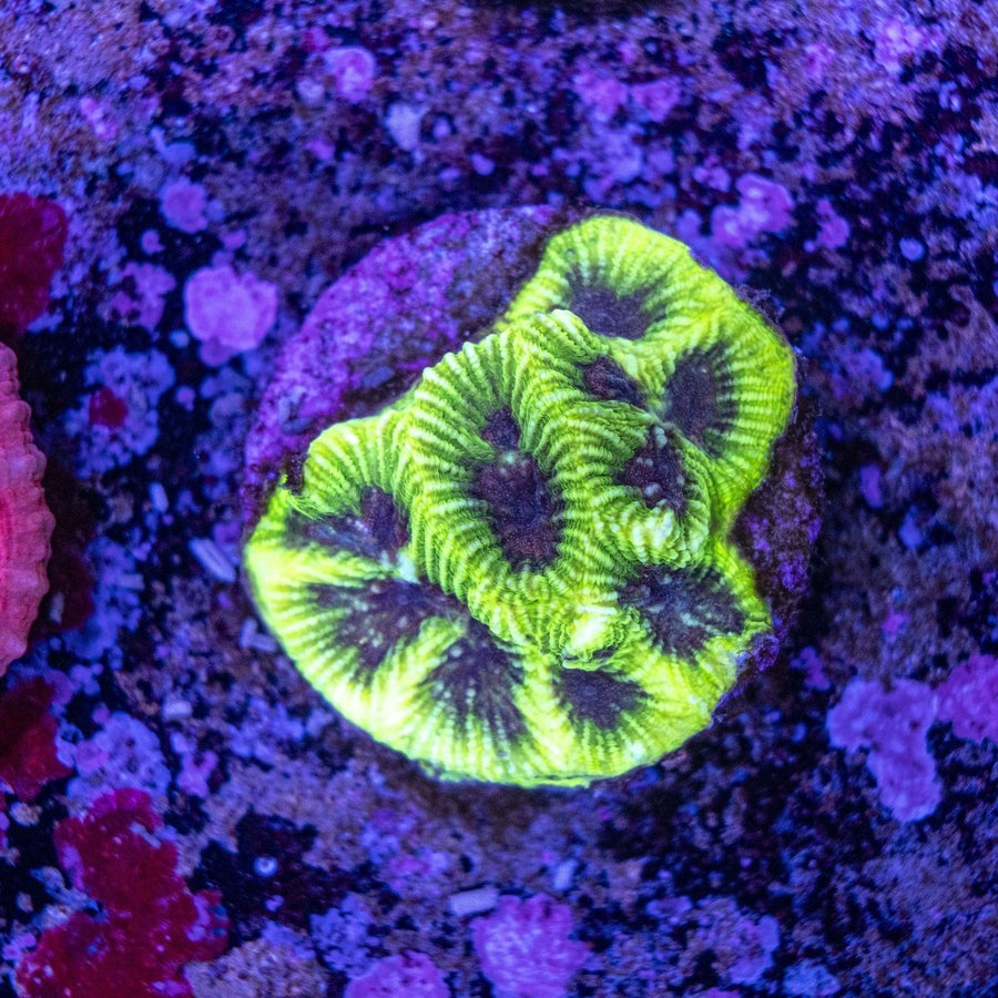 WYSIWYG Frag A58 - Aquamarine Aquaristic -