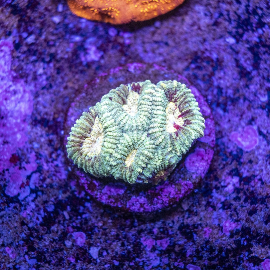 WYSIWYG Frag A59 - Aquamarine Aquaristic -