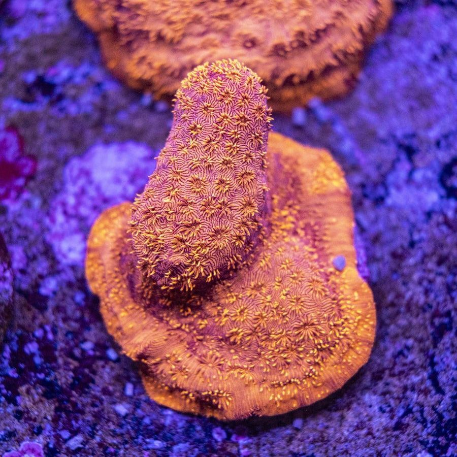 WYSIWYG Frag A60 - Aquamarine Aquaristic -