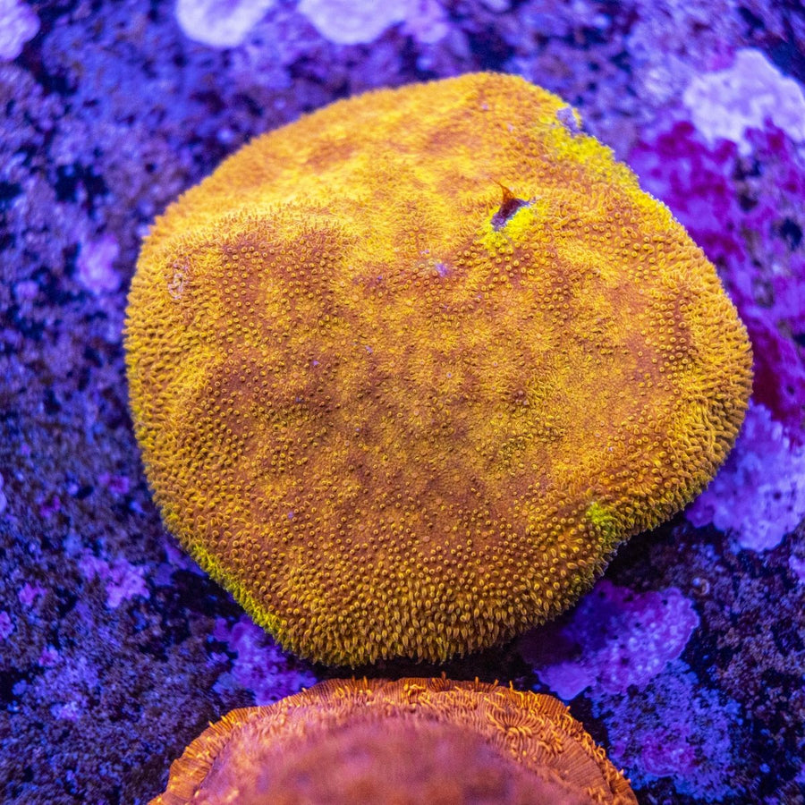 WYSIWYG Frag A62 - Aquamarine Aquaristic -