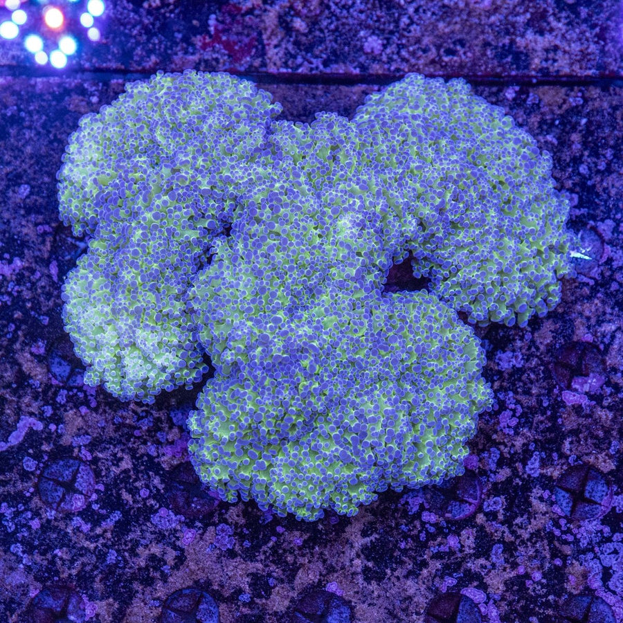 WYSIWYG Frogspawn LPS Coral - Aquamarine Aquaristic - 