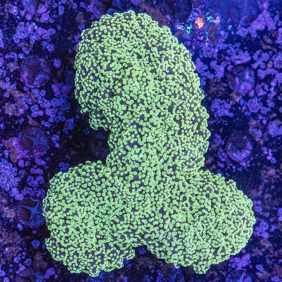WYSIWYG Frogspawn LPS Coral - Aquamarine Aquaristic - 