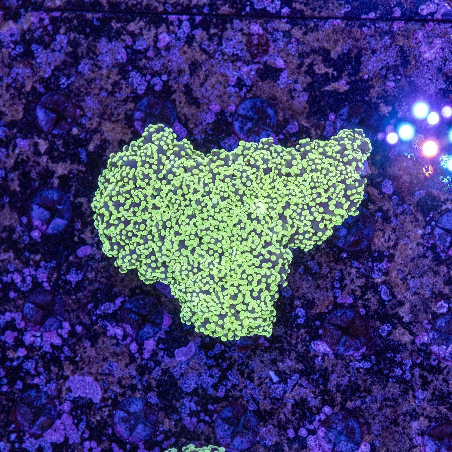 WYSIWYG Frogspawn LPS Coral - Aquamarine Aquaristic - 