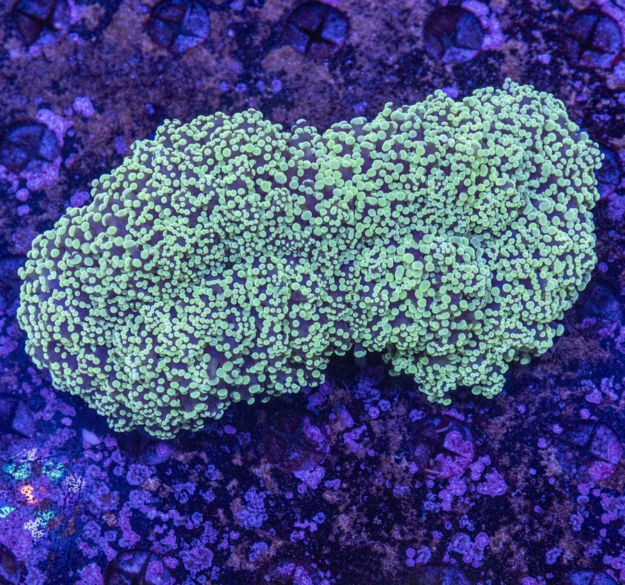 WYSIWYG Frogspawn LPS Coral - Aquamarine Aquaristic - 