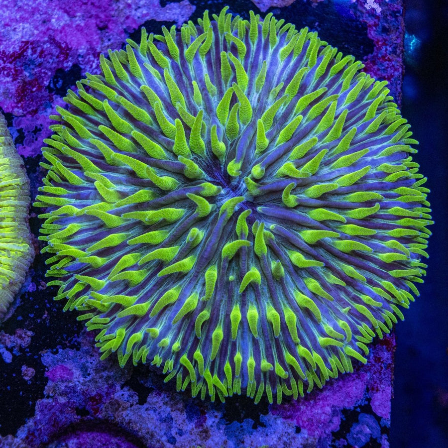 WYSIWYG Fungia LPS Coral - Colorful Reef Aquarium Coral 1