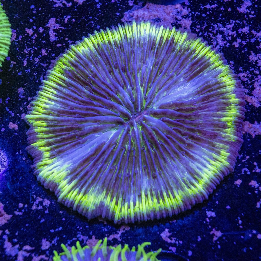 WYSIWYG Fungia LPS Coral - Colorful Reef Aquarium Coral 2