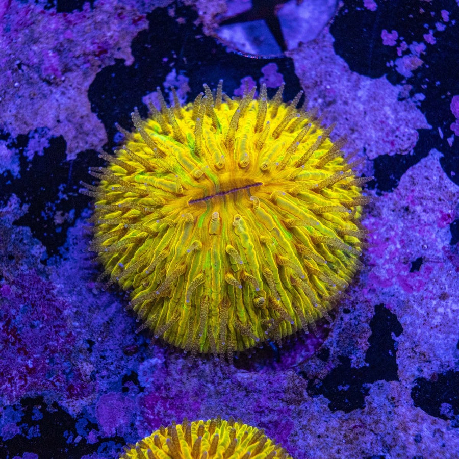 WYSIWYG Fungia LPS Coral - Aquamarine Aquaristic - 