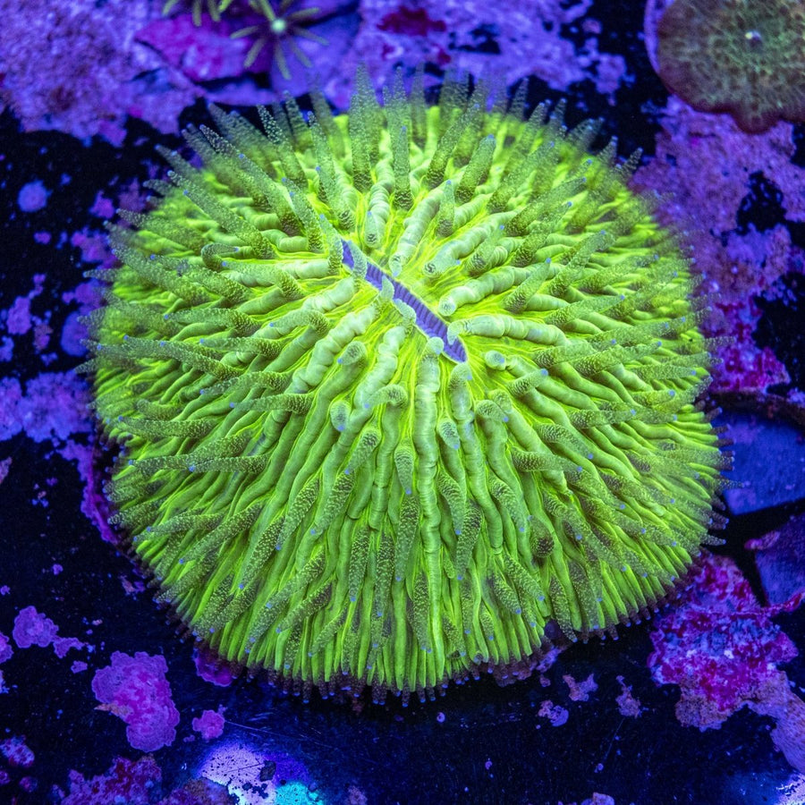 WYSIWYG Fungia LPS Coral - Aquamarine Aquaristic - 