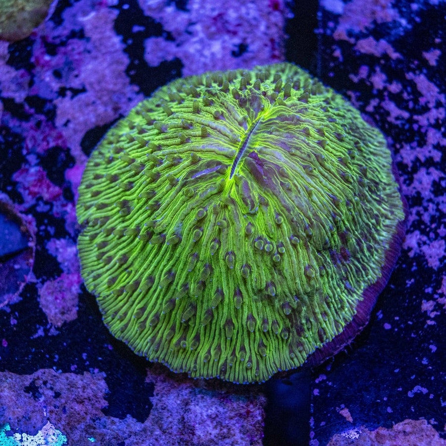 WYSIWYG Fungia LPS Coral - Aquamarine Aquaristic - 