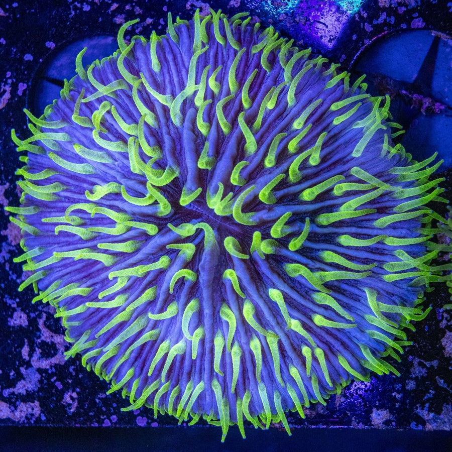 WYSIWYG Fungia LPS Coral - Aquamarine Aquaristic - 