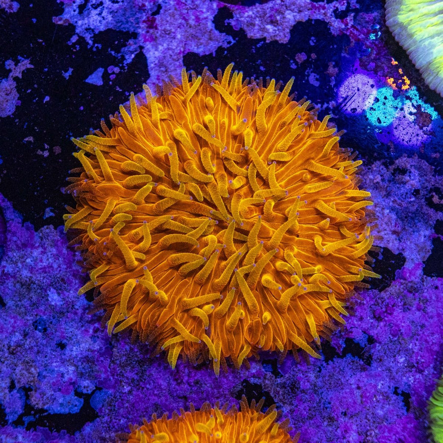 WYSIWYG Fungia LPS Coral - Aquamarine Aquaristic - 