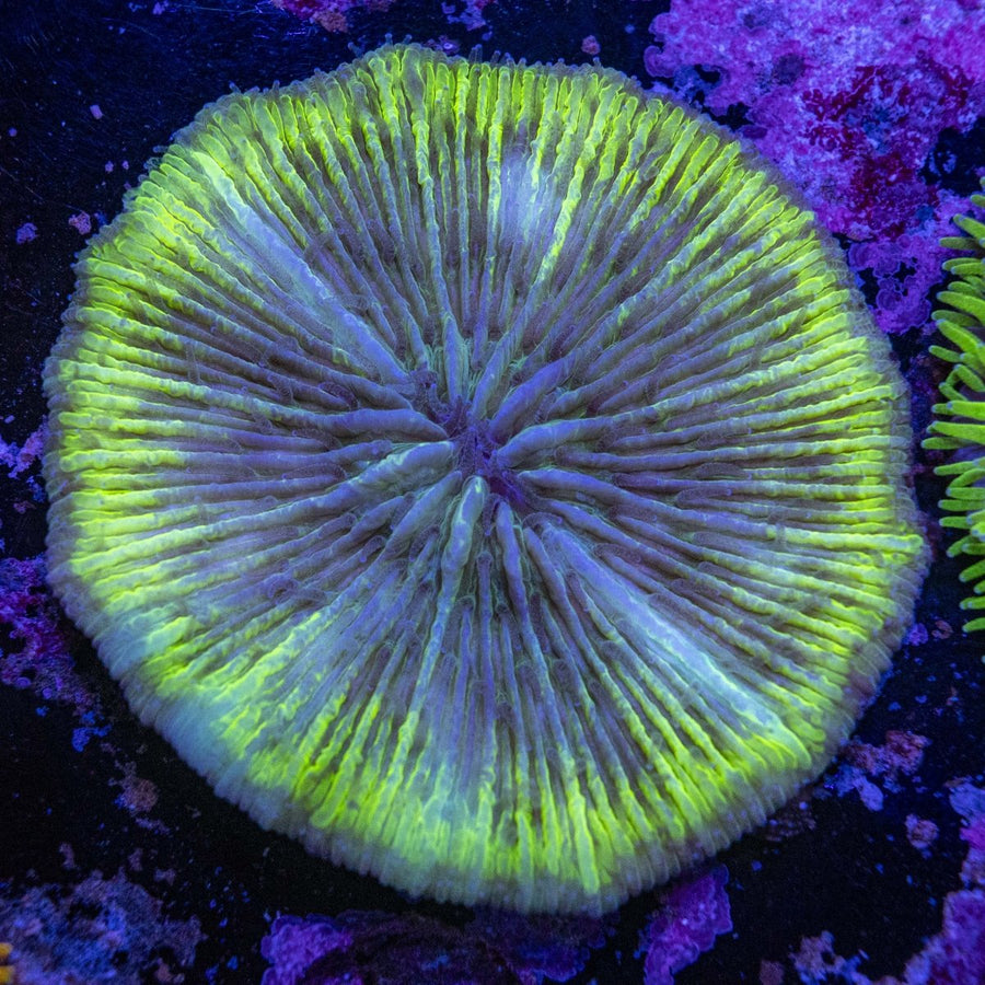 WYSIWYG Fungia LPS Coral - Aquamarine Aquaristic - 