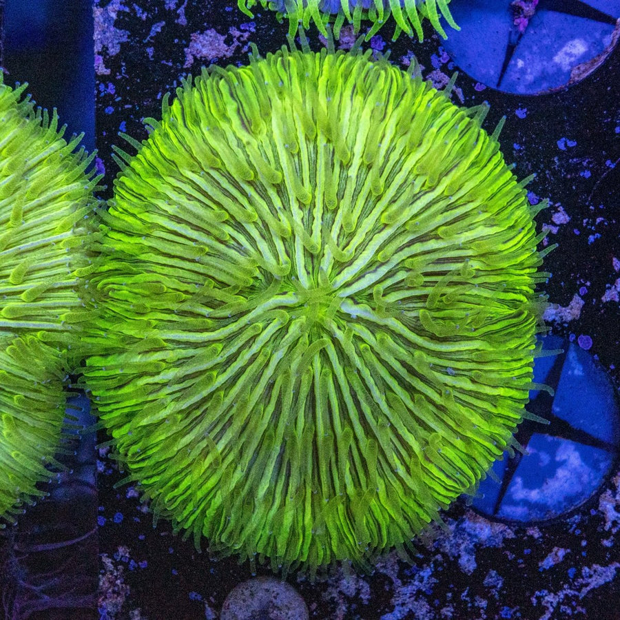 WYSIWYG Fungia LPS Coral - Aquamarine Aquaristic - 