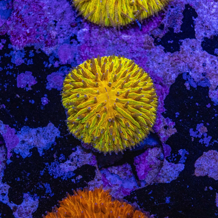 WYSIWYG Fungia LPS Coral - Aquamarine Aquaristic - 