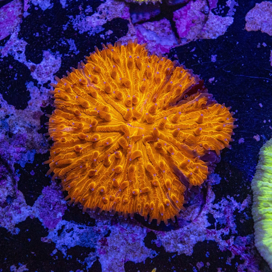 WYSIWYG Fungia LPS Coral - Aquamarine Aquaristic - 