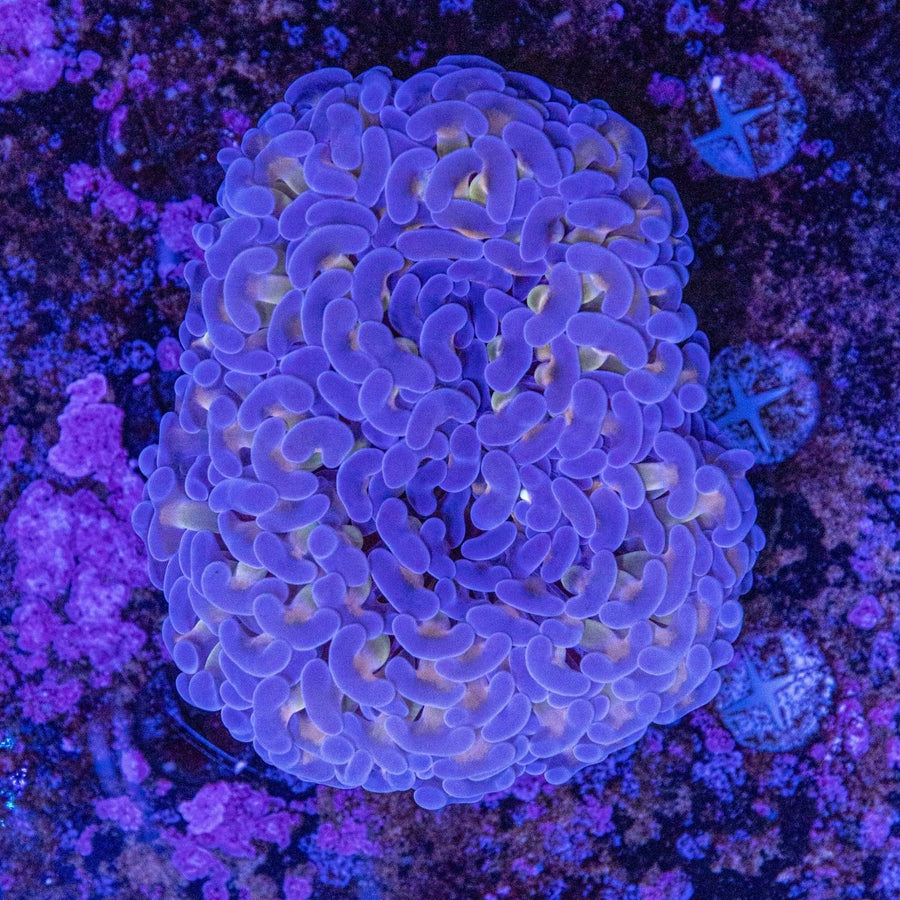 WYSIWYG Gold Stem Hammer LPS Coral - Aquamarine Aquaristic - 
